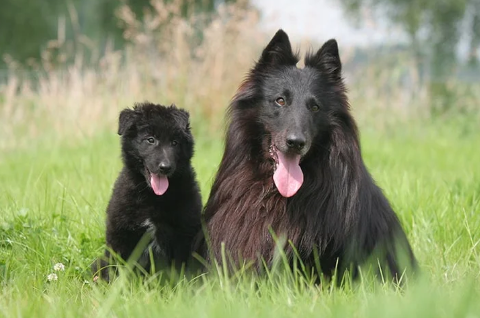 Belgian Sheepdog